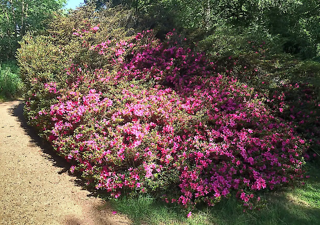 Pink azaleas in the Isabella Plantation gardens