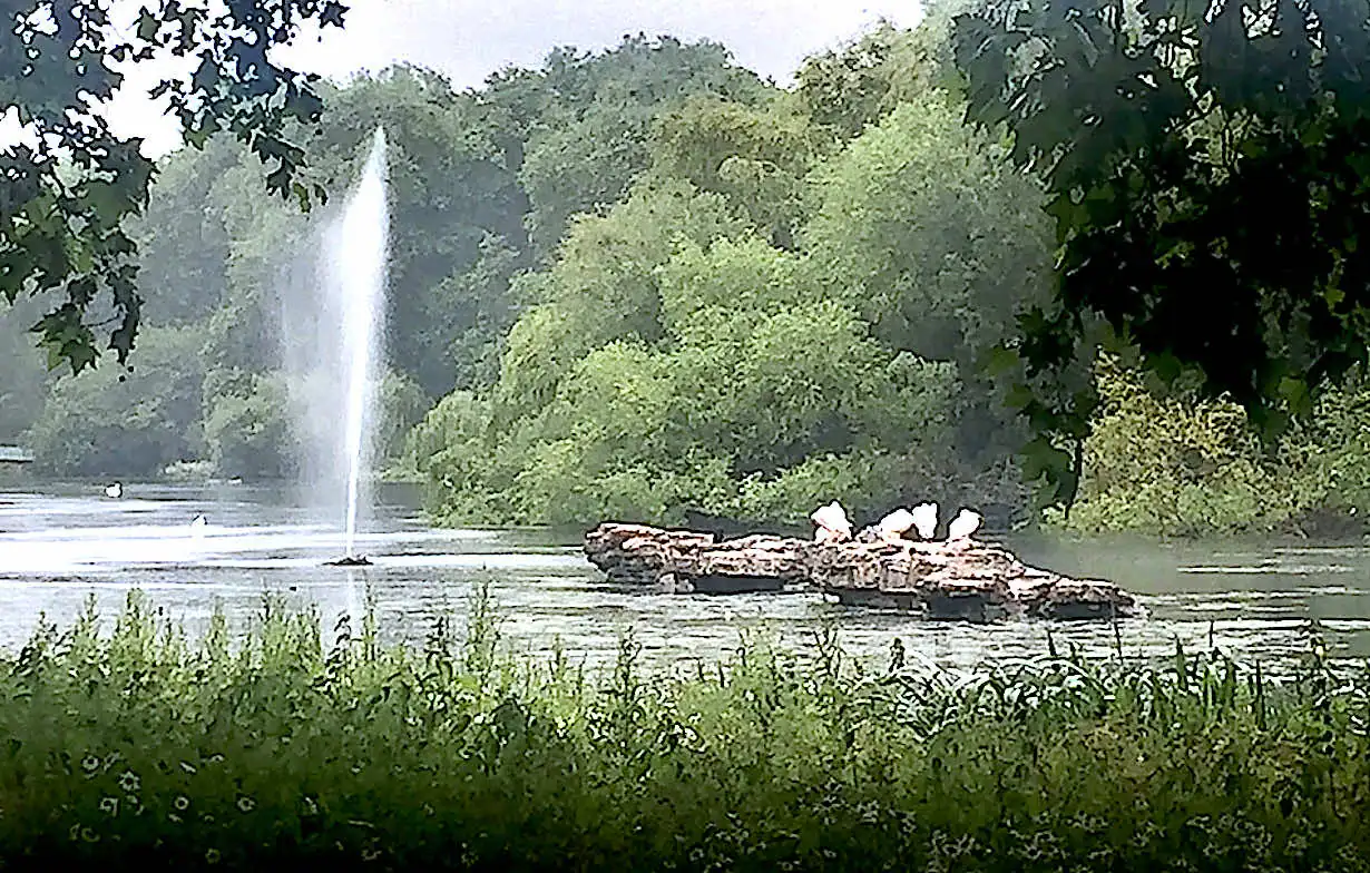 Pelican rock by the fountain in St. James’s Park