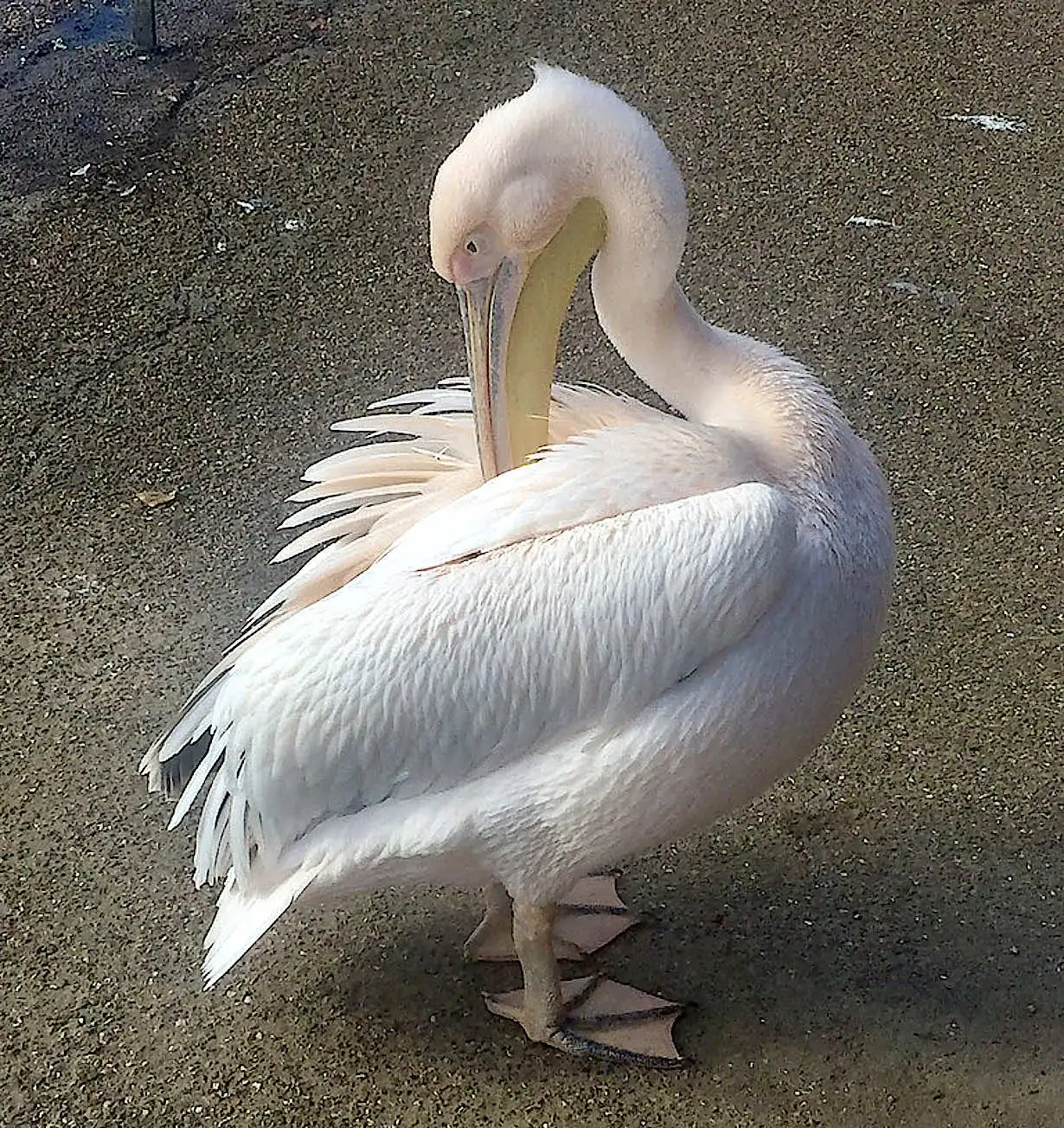 A pelican in St. James’s Park