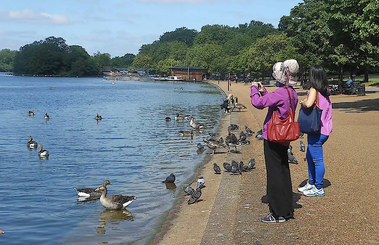 Feeding the birds by the Serpentine lake