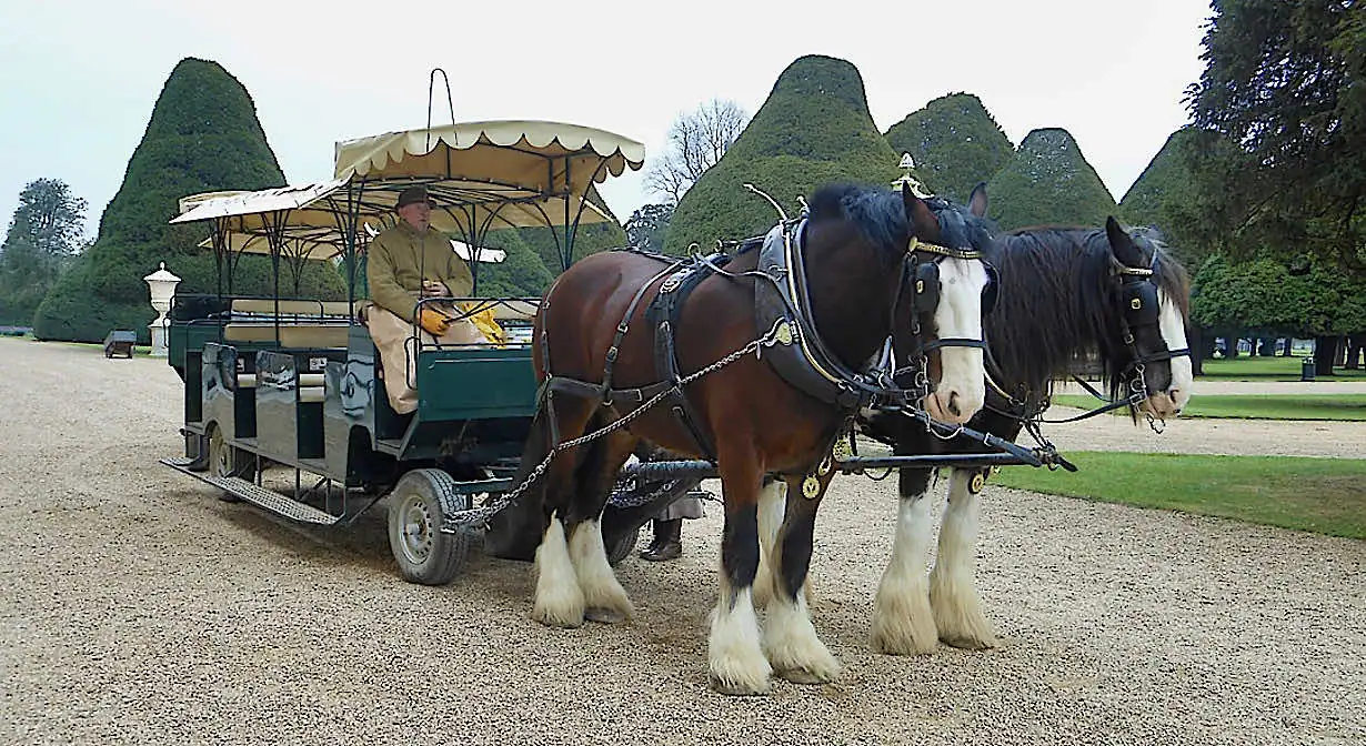 Shire horse carriage ride