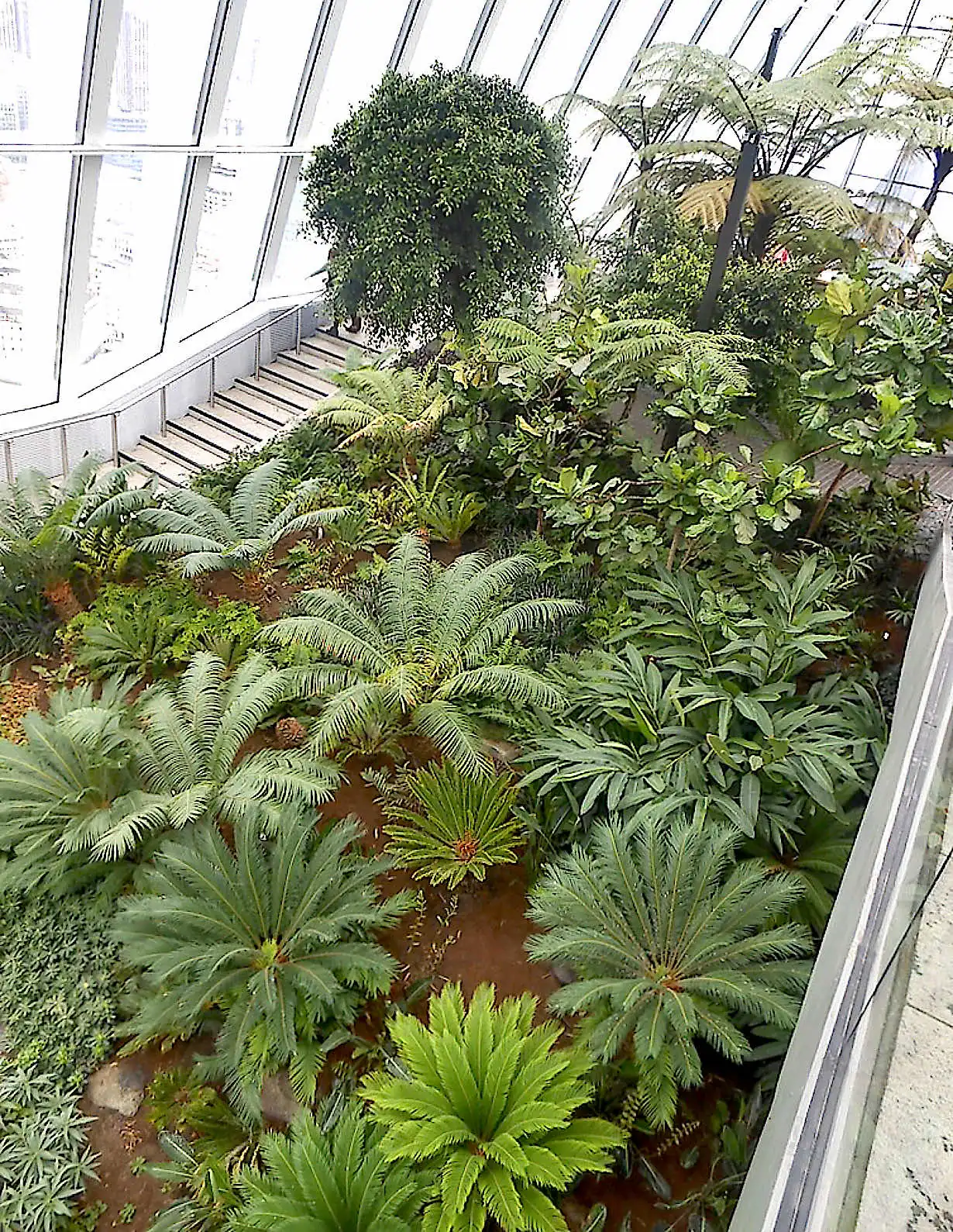 Tropical plants at the Sky Garden