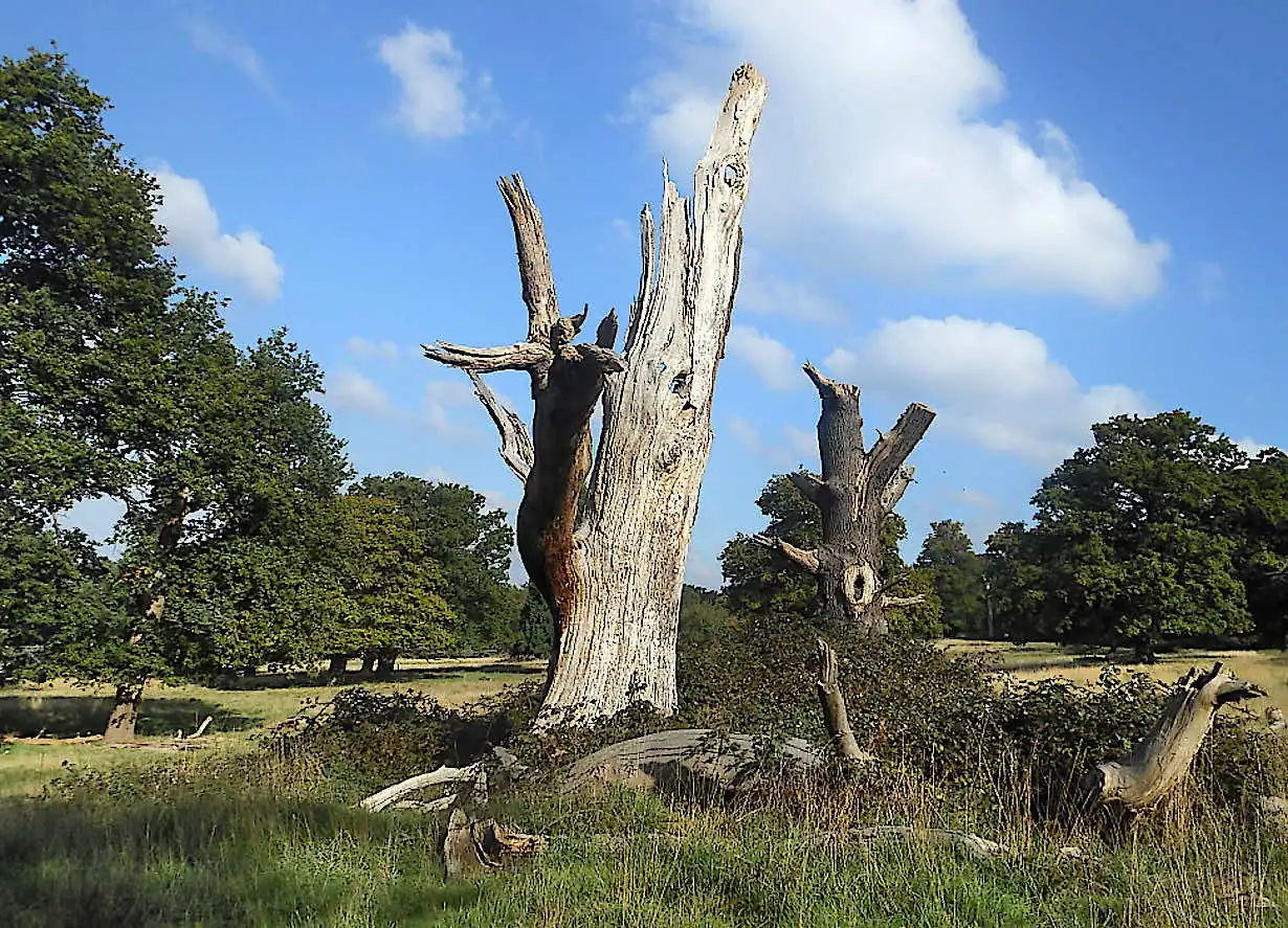 Dead tree stump in Richmond Park