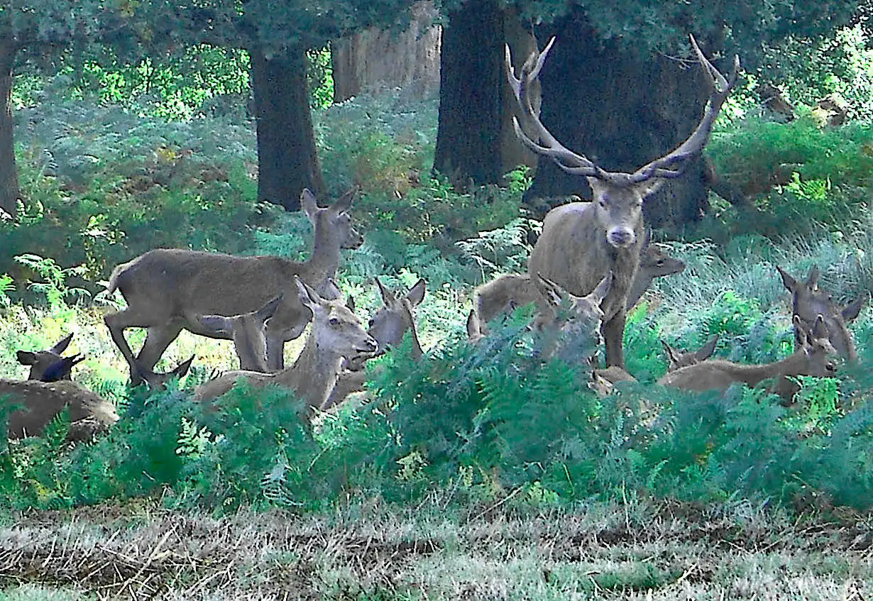 A herd of wild deer