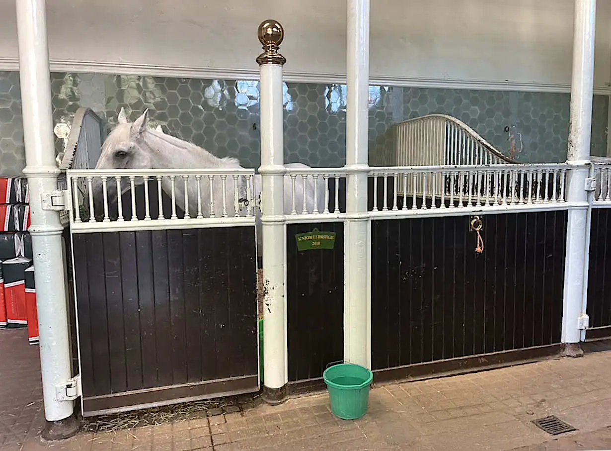 A Windsor Grey horse feeding in the stables